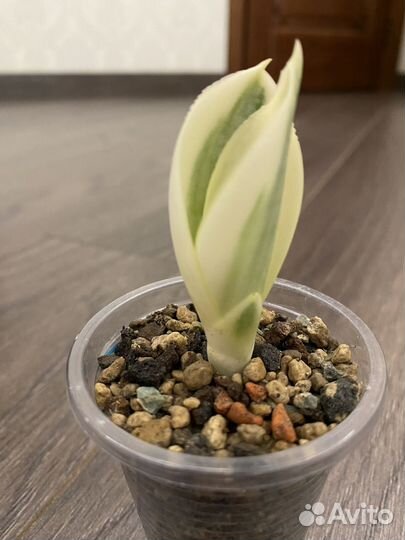 Сансевиерия сортовая