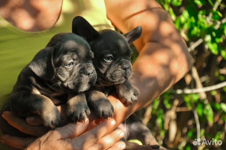 Щенки французского бульдога