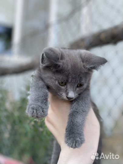 Котенок в добрые руки