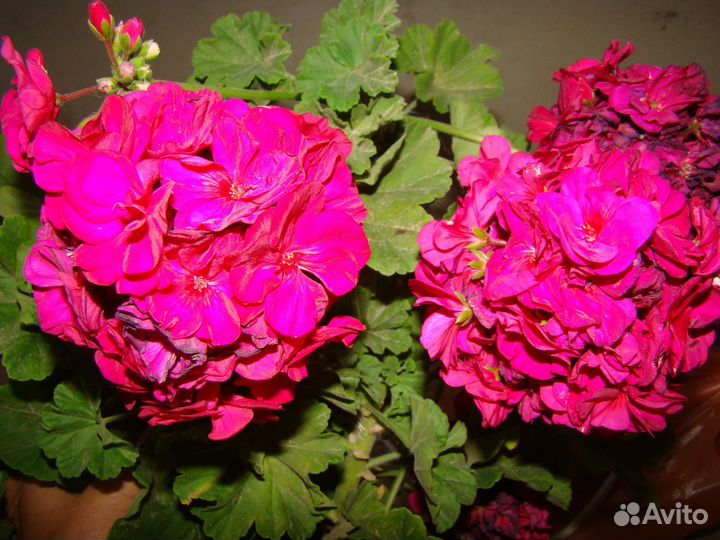 Пеларгонии коллекционные, укорененные черенки
