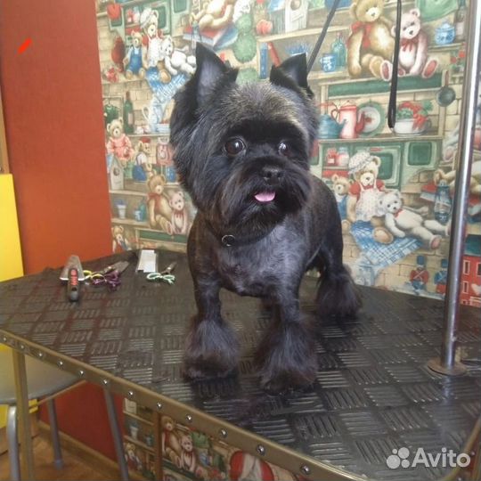 Курсы груминга