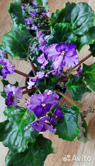 Сортовые фиалки