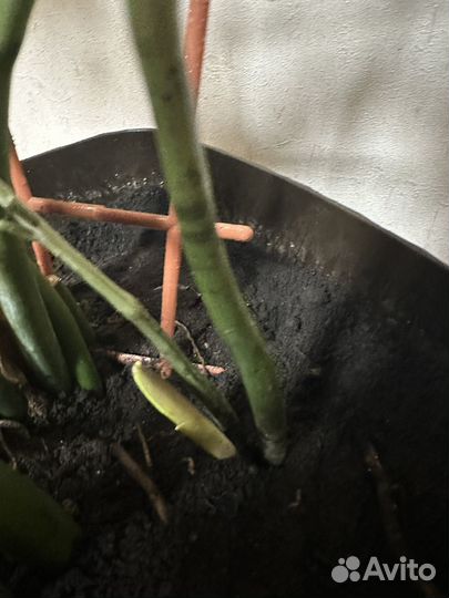 Замиокулькас