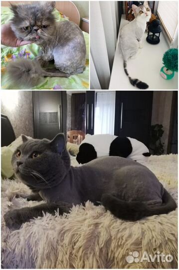 Груминг(стрижка) кошек. Выезд на дом