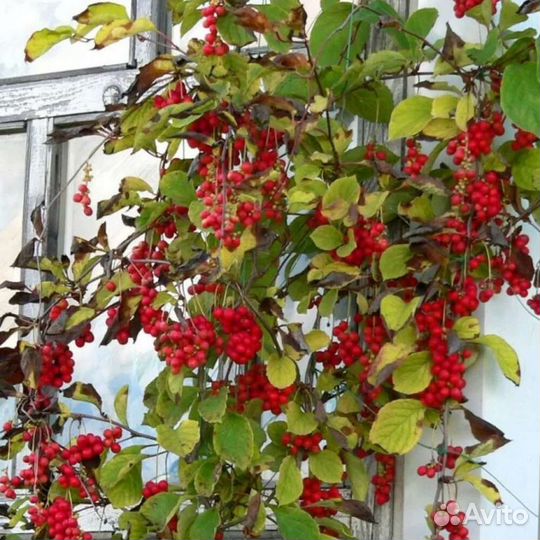 Лимонник китайский 2 года