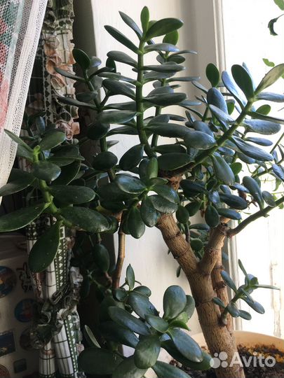 Отростки цветов