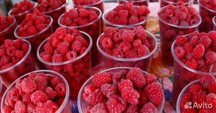 Ремонтантная малина