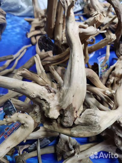 Коряги азалия