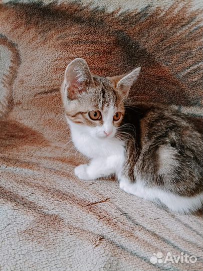 Кошечка в добрые руки