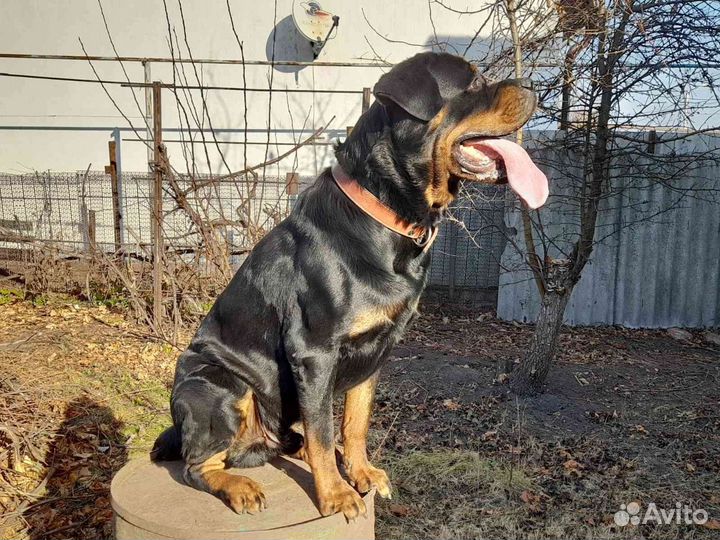 Вязка ротвейлера