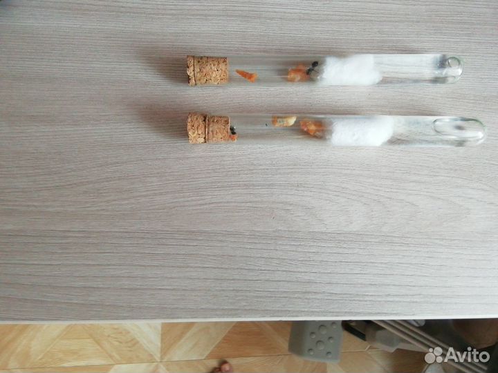 Матка муравья Lasius neglectus