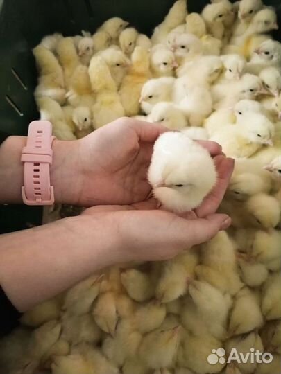 Суточный бройлер цыплята Росс-308
