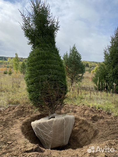 Ель сосна береза липа обыкновенная оптом саженцы