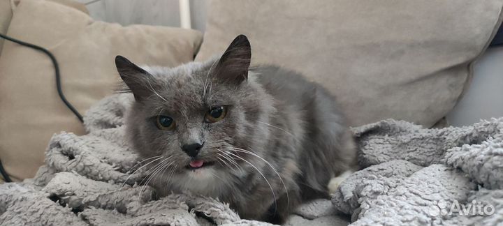 Юстас ласковый балбес- шипит и мурчит одноверменно