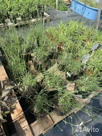 Лаванда гибридная Phenomenal,Хидкот