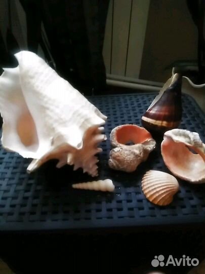 Ракушка большая