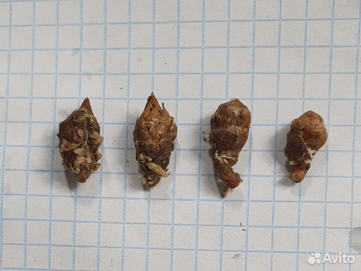 Алоказия девил хорн / Сабрина