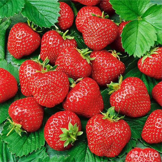 Экстрагон, клубника,папорот,чабер