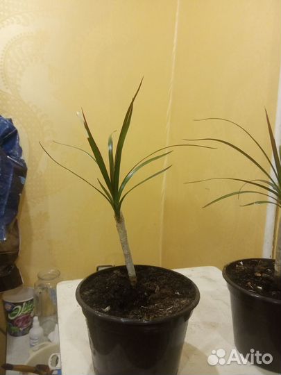 Драцена – знаменитое дерево счастья