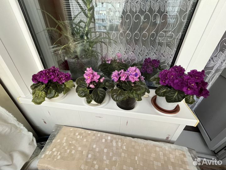 Комнатные растения Фиалки