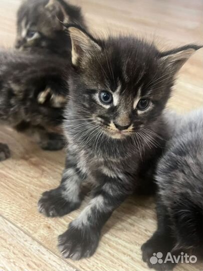 Котята мейн-кун