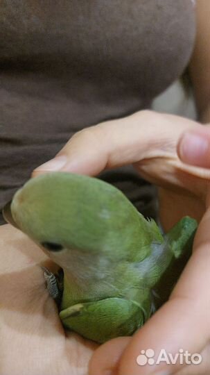 Ручной попугай неразлучник клетка доставка