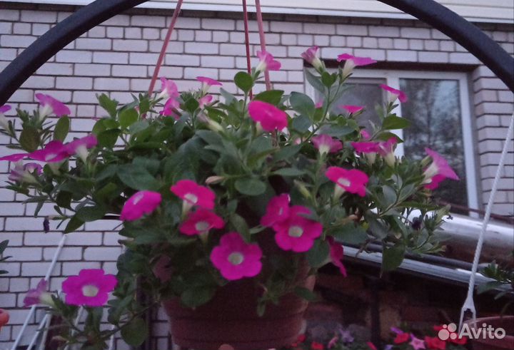 Колибрахоа. Петуния. Георгина Геллери. Земляника