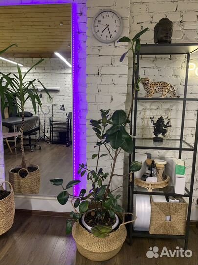 Фикус эластика 2 метра