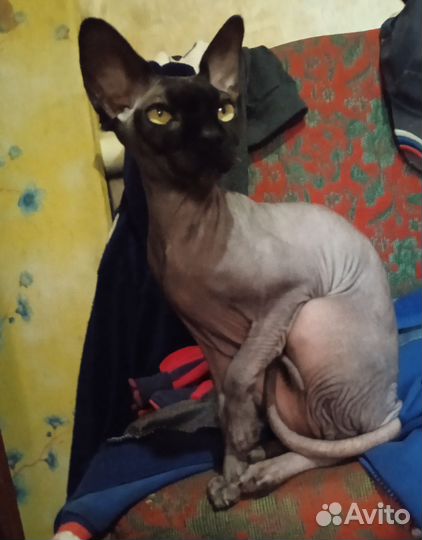 Канадский сфинкс