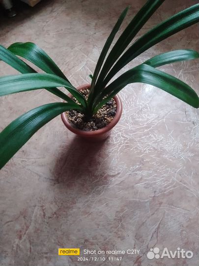 Цветок кливия