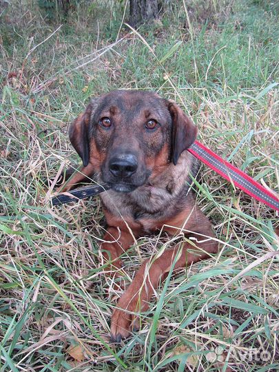 Молодой кобелёк