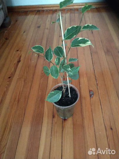 Бенджамина