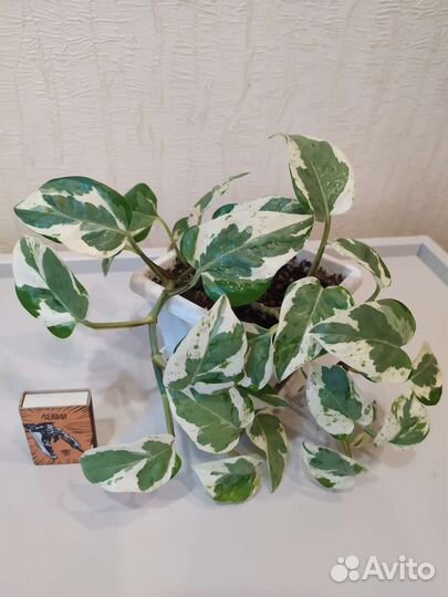 Сциндапсус н джой и марбл эпл или хэппи лив