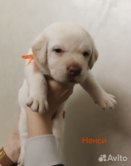 Щенки лабрадора. черные И палевые