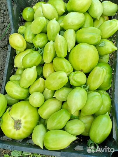 Помидоры домашние