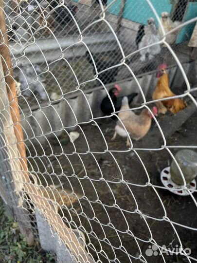 Куры молодки