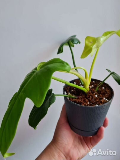 Филодендрон виолин голд