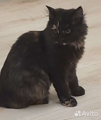 Кошка 7 месяцев стерелизована