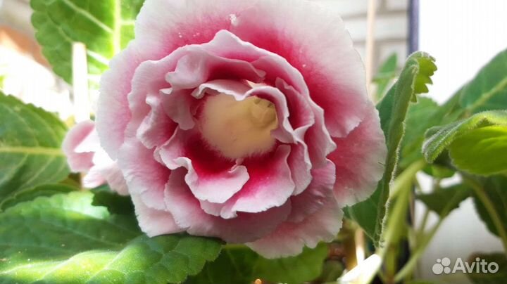 Фиалки и глоксинии в большом ассортименте