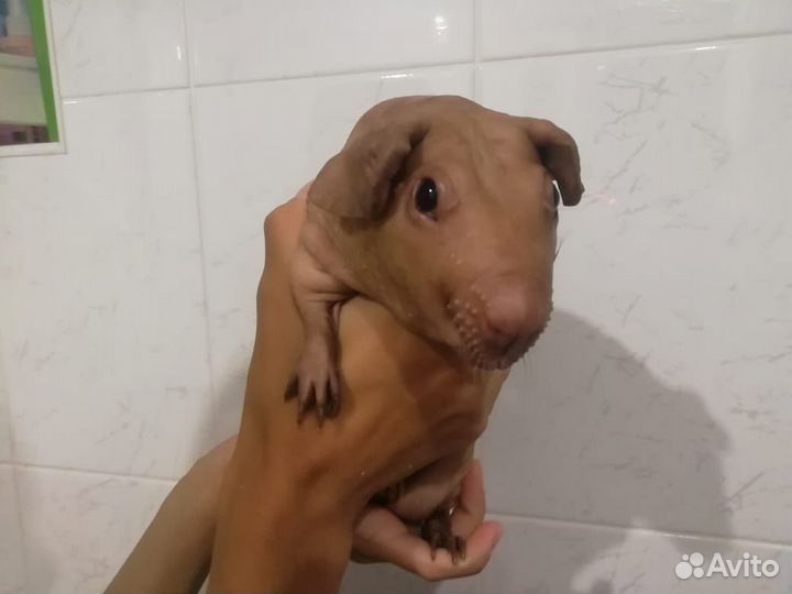 Морская свинка болдуин