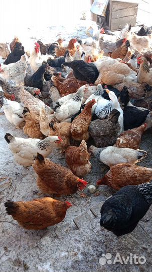 Яйцо куриное домашнее