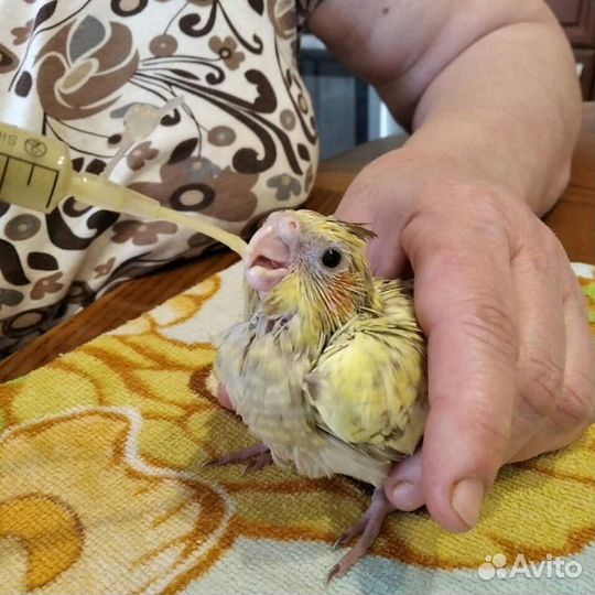 Ручные кореллы