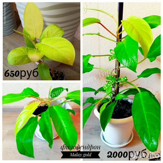 Филодендроны, монстеры, эпипремнумы, сциндапсусы