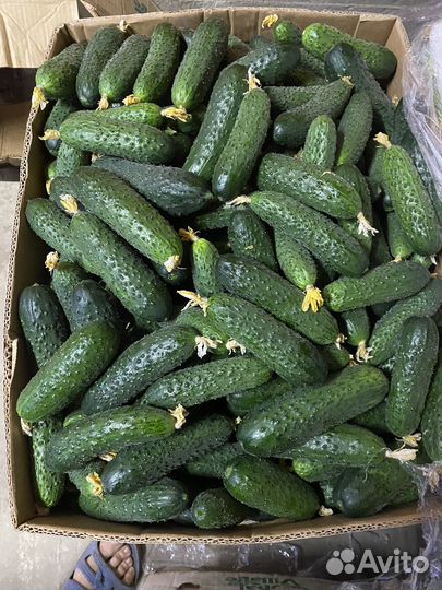 Огурцы свежие оптом и в розницу