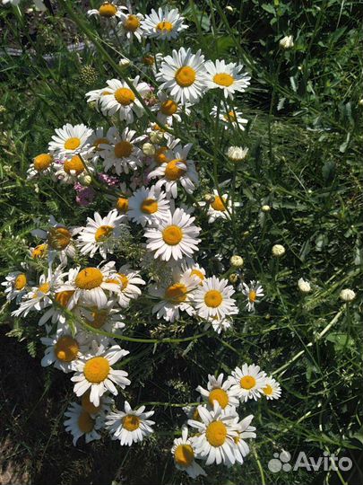 Садовые многолетники