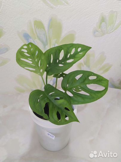 Монстера Альба вариег, Минима, Манки, лианы