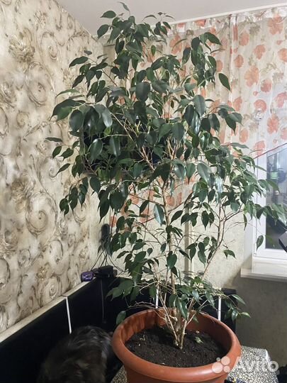 Фикус бенджамина