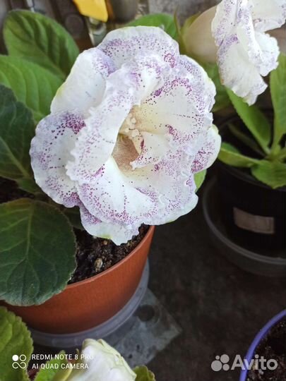 Глоксиния цветущая