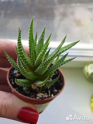 Хавортия зебра(детки )