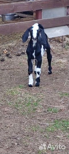 Продам шикарных козлят камори/шами